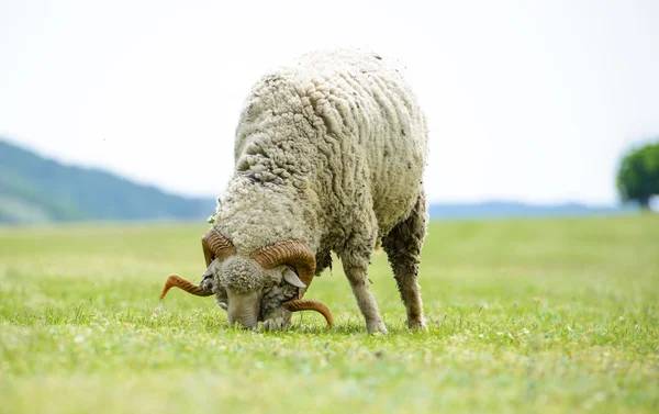 Shep isolated on a field — Stock Photo, Image