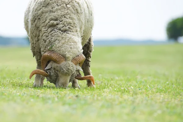 Una pecora isolata in un campo — Foto Stock