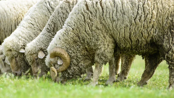 Flock of sheep on green grass — Stock Photo, Image