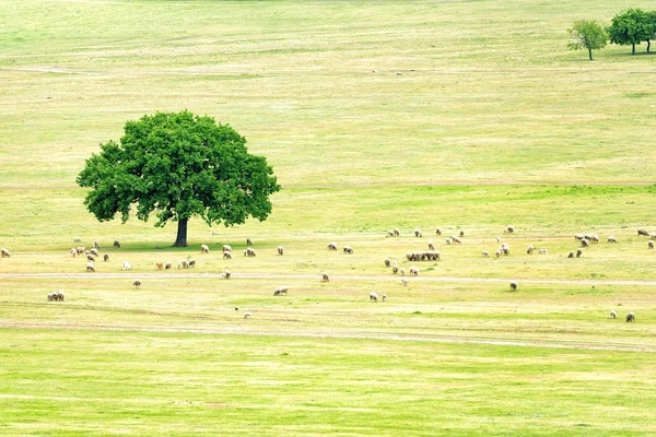 Bir meşe yakınındaki gölgede barınma koyun — Stok fotoğraf