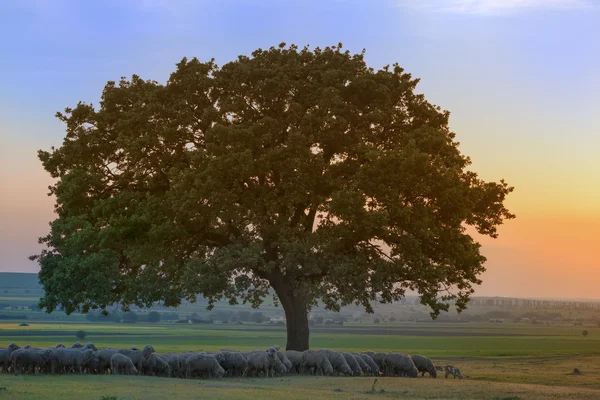 Pecore che si riparano all'ombra vicino a una quercia — Foto Stock