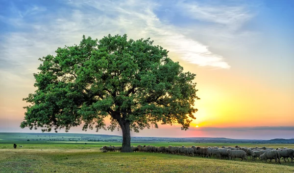 Schapen in de buurt van een eik in de zonsondergang — Stockfoto