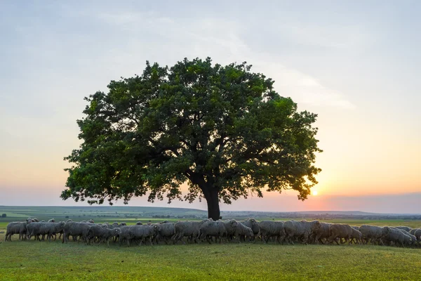 Pecore vicino a una quercia al tramonto — Foto Stock