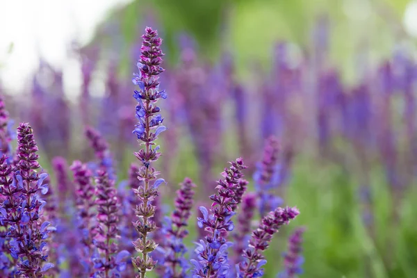 Salvia blommor, Salvia officinalis, får Dobrogea, Rumänien Stockbild