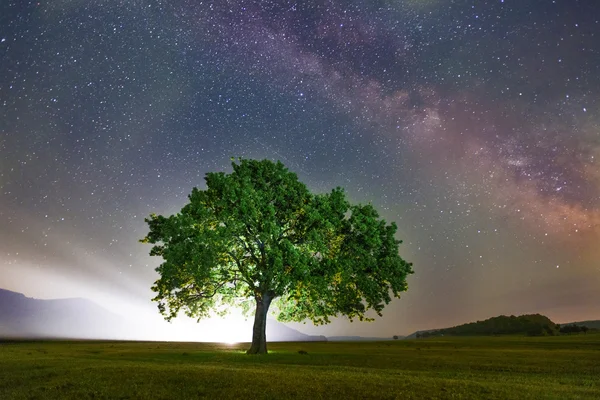 Ensam träd på fältet under mjölkaktig väg galax, Dobrogea, Rumänien Stockbild