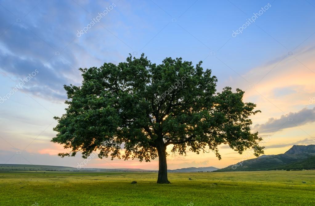 beautiful oak tree photography