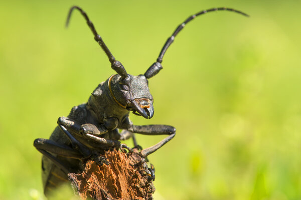 An adult of Morimus funereu staying on a branch