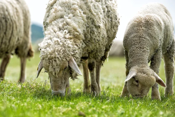 Flock får på grönt gräs — Stockfoto