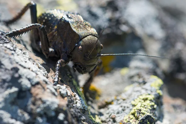 Bradyporus dasypus на естественном фоне — стоковое фото