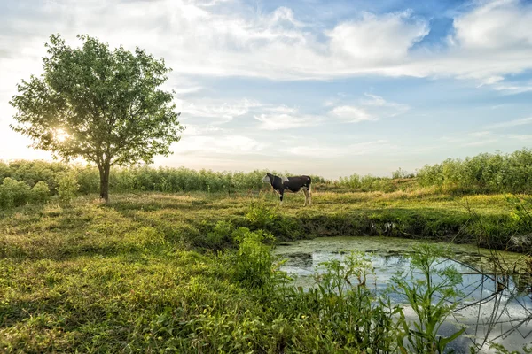 牛在绿色的草地和傍晚的天空 — 图库照片