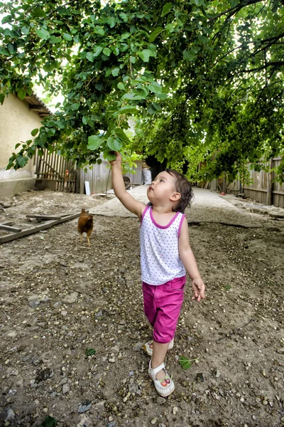 Söt liten baby flicka samlar mulberies på en gård — Stockfoto