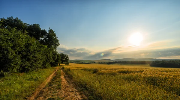 Alberi e tramonto sul campo di grano — Foto Stock