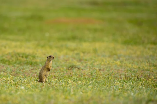 Esquilo chão bonito europeu no campo (Spermophilus citellus ) — Fotografia de Stock