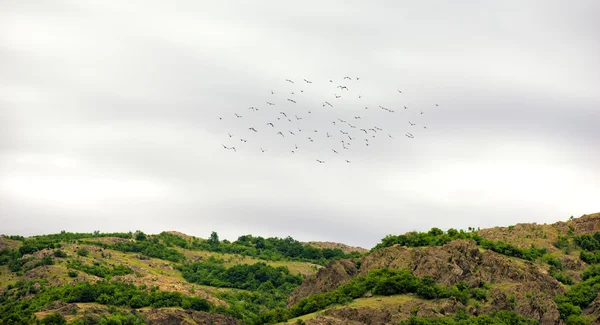 Flock of birds in springtime — 图库照片