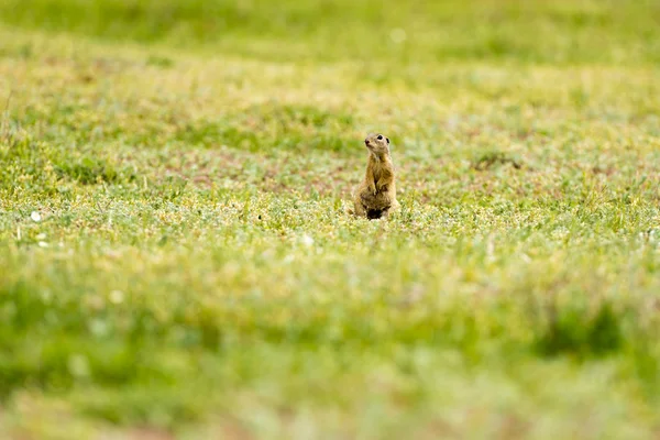 Cute European ground squirrel on field (Spermophilus citellus) — Stock Photo, Image