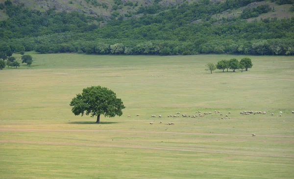 Bir sürü koyun yakınındaki bir meşe — Stok fotoğraf