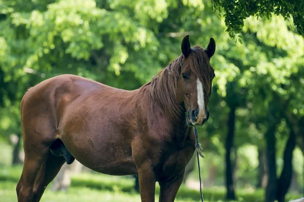 Brown stallion — Stock Photo, Image