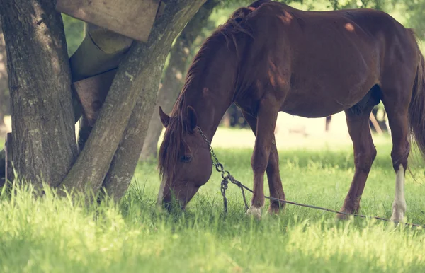 Brown stallion eating green grass — Stock Photo, Image