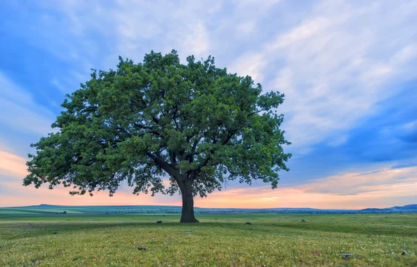 Schöne Eiche bei Sonnenuntergang — Stockfoto