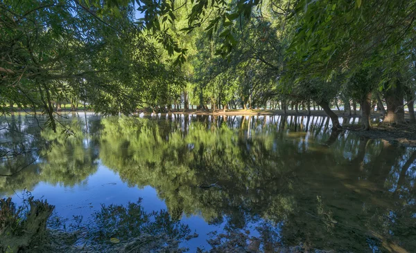 Reflection of flooded trees in lake — Stock Photo, Image