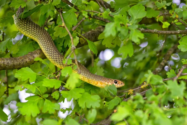 Snake in the tree — Stock Photo, Image