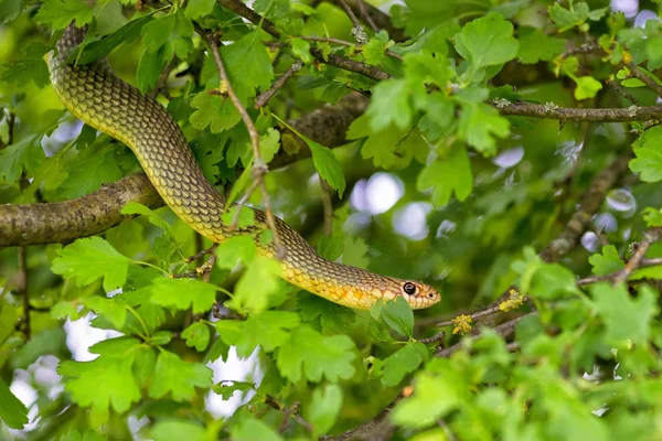 Ağaçta yılan — Stok fotoğraf