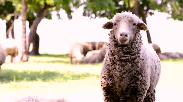 Закрыть овечью голову жевание, овцы на лугу, поле, земледелие — стоковое видео