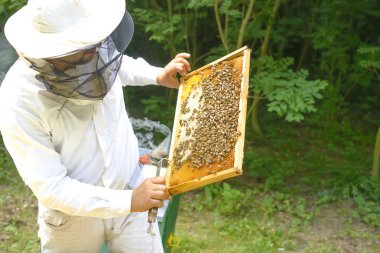 Beeyard ve arıları kontrol arıcı