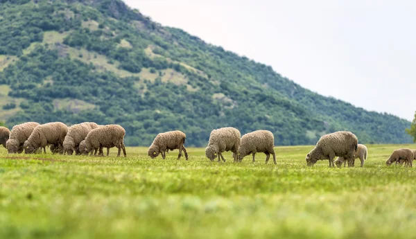Kudde schapen op groen gras — Stockfoto