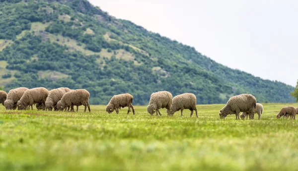 Flock får på grönt gräs — Stockfoto