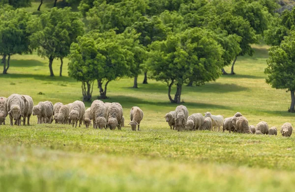 Troupeau de moutons sur l'herbe verte — Photo