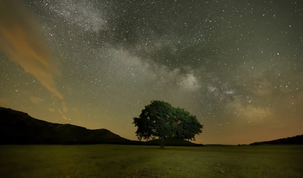 Roble solitario en el campo bajo la galaxia Vía Láctea, Dobrogea, Rumania —  Fotos de Stock