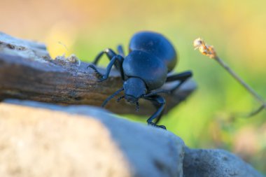 İzole bir çubuğa beetle