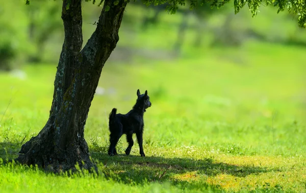 Kleines neugeborenes Lamm im Frühling in der Nähe eines Baumes — Stockfoto