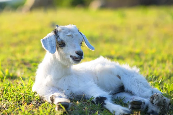 小羊羔在休息的春天 — 图库照片