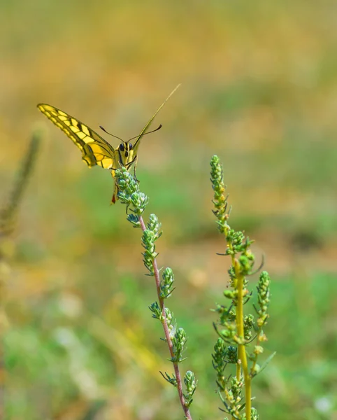 Colorful butterfly sitting on flower — Stock Photo, Image