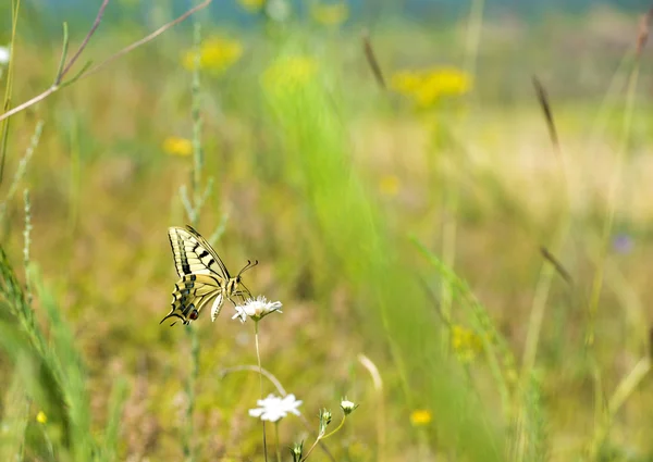 Bunter Schmetterling sitzt auf Blume — Stockfoto