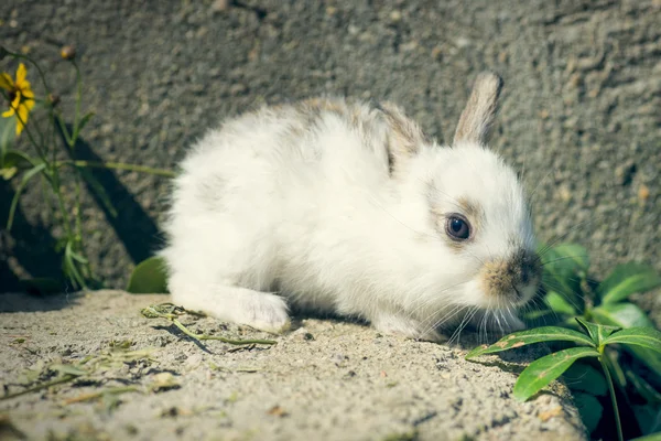 Söt och liten kanin sitter på sten — Stockfoto