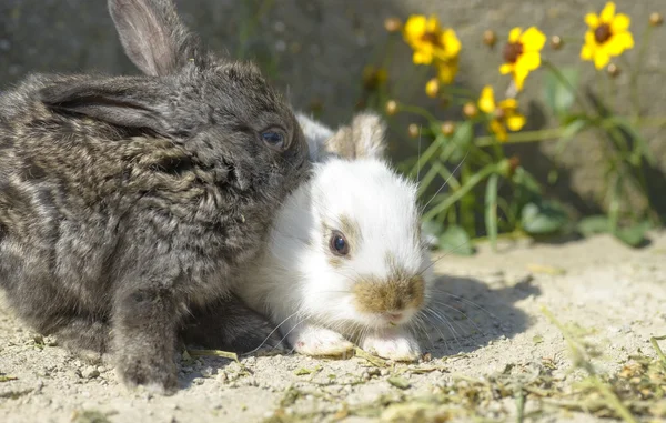 Cute and little rabbits sitting on stone — Stock Photo, Image