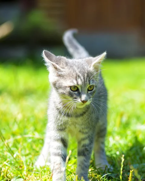 Retrato de gato. Gato pequeño y gris — Foto de Stock