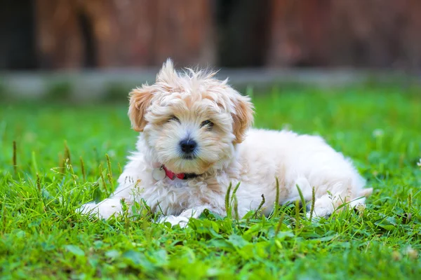 Un cucciolo di Bichon Havanais che riposa nell'erba — Foto Stock