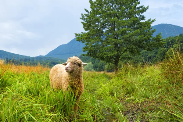 Sheep in a summer landscape — Stock Photo, Image