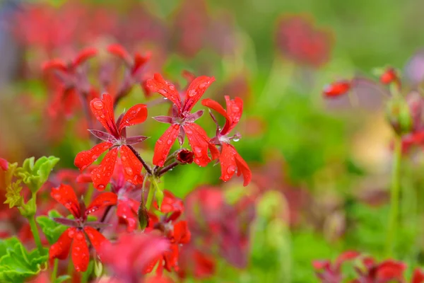 Geranium blommor, makro närbild — Stockfoto