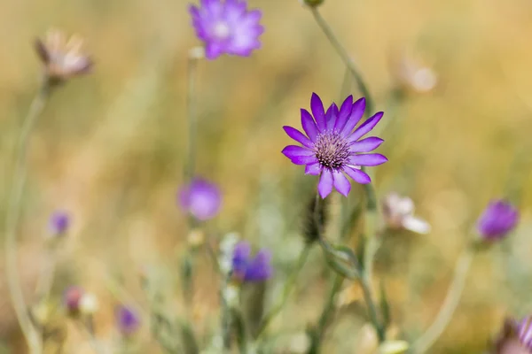 Onsterfelijk bloem in een weide — Stockfoto