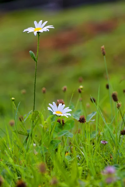 Green grass and chamomiles in the field — Stock Photo, Image