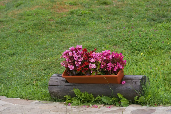 Geranium květiny v květináči — Stock fotografie