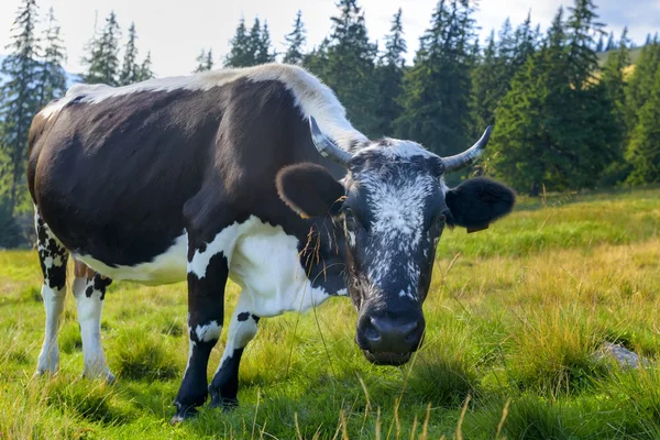 Vacas pastando en un prado verde —  Fotos de Stock