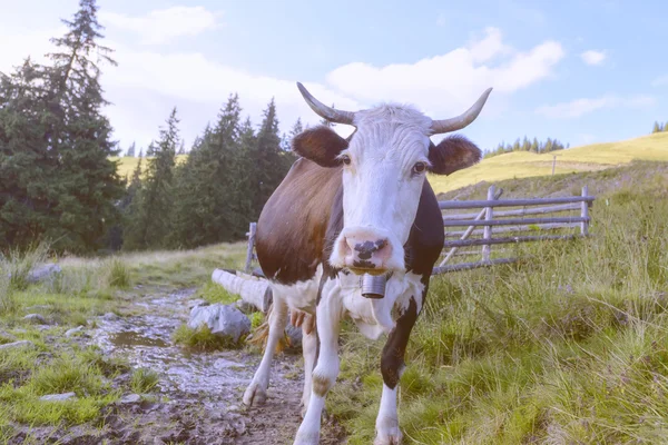 Корова и старый забор — стоковое фото
