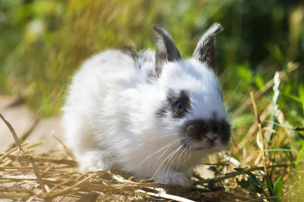 Lindo y pequeño conejo sentado en piedra y comiendo hierba — Foto de Stock
