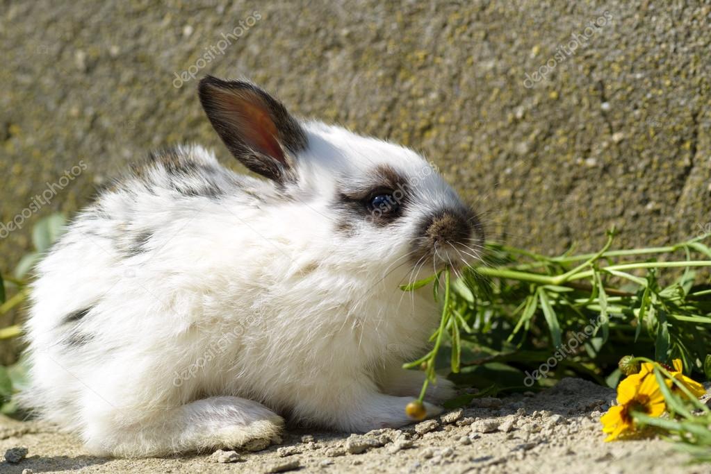 Cute and little rabbit sitting on stone and eating grass